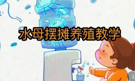 水母摆摊与养殖技术全攻略，抖音运营技巧分享-无双副业