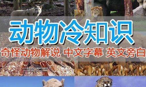国外纪录片解说课程：动物、美食、动画片稳过中视频-无双副业