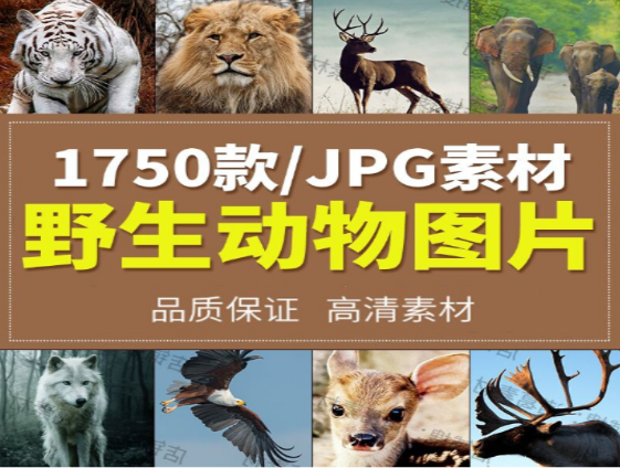 野生动物实拍摄影技巧与作品欣赏-无双副业