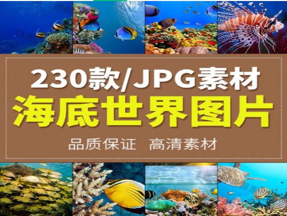 探索海洋生物：鲸鱼鲨鱼与海龟的奇妙世界-无双副业