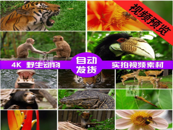 野生动物横版水印图片素材下载-无双副业