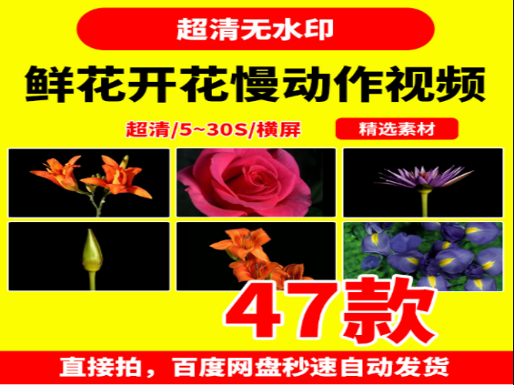 鲜花绽放慢动作视频拍摄技巧与欣赏-无双副业